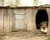 Câinii legați, o tehnică ilegală. Amenzi usturătoare pentru stăpânii care ignoră legea