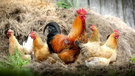 Gripa aviară: Aproape o mie de focare în fermele de păsări din Europa