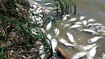 Anchetă după ce zeci de peşti morţi au apărut la malurile mai multor lacuri din judeţul Iaşi