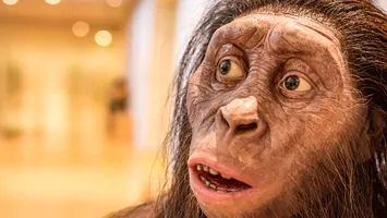 O nouă specie de strămoș uman descoperită în Etiopia: evoluția a fost un arbore, nu o scară