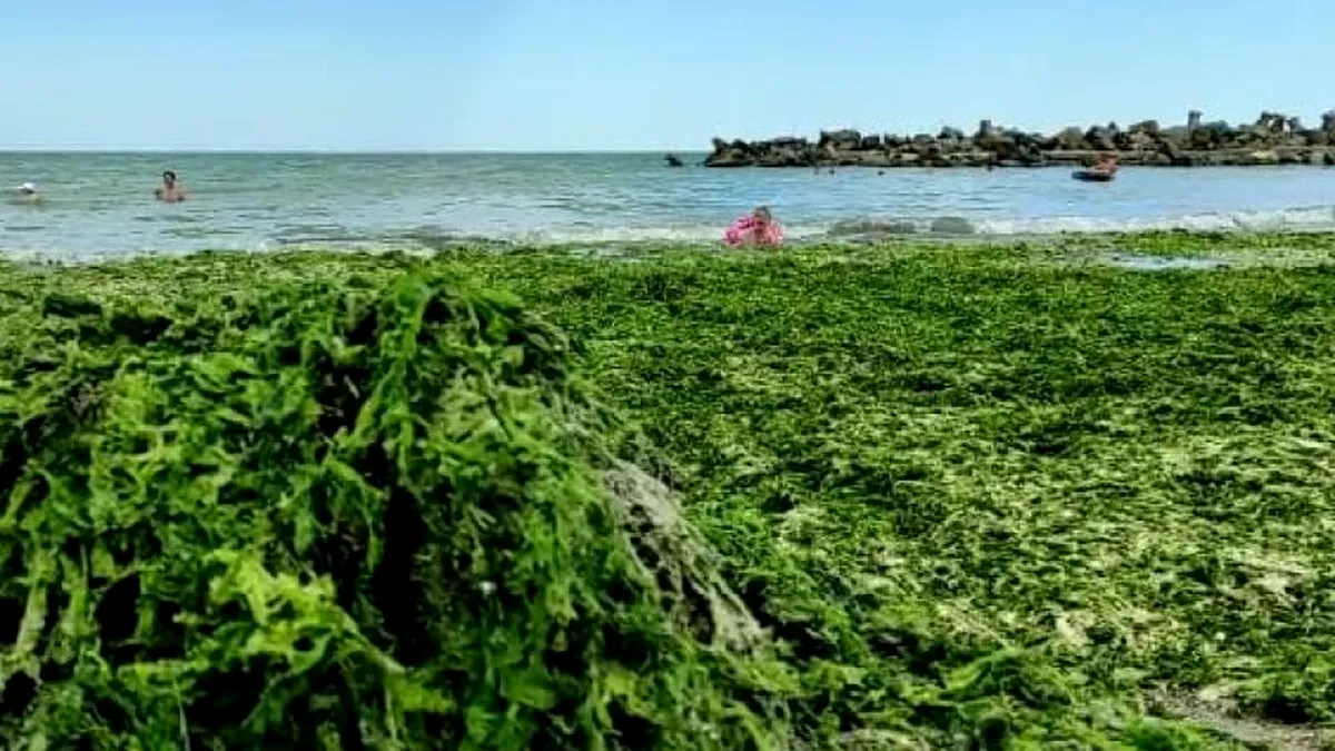 Plin de alge pe litoral: pericol pentru sănătate sau nu?