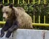 Guvernul declară război celor care hrănesc urșii: amenzi uriașe și ordin de împușcare pentru exemplarele agresive