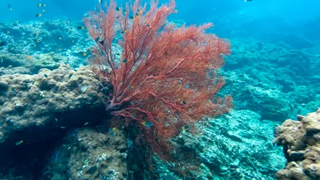Aciditatea oceanelor a ajuns la un nivel care pune în pericol viețuitoarele marine