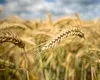 Expiră măsurile care scutesc de taxe cerealele din Ucraina