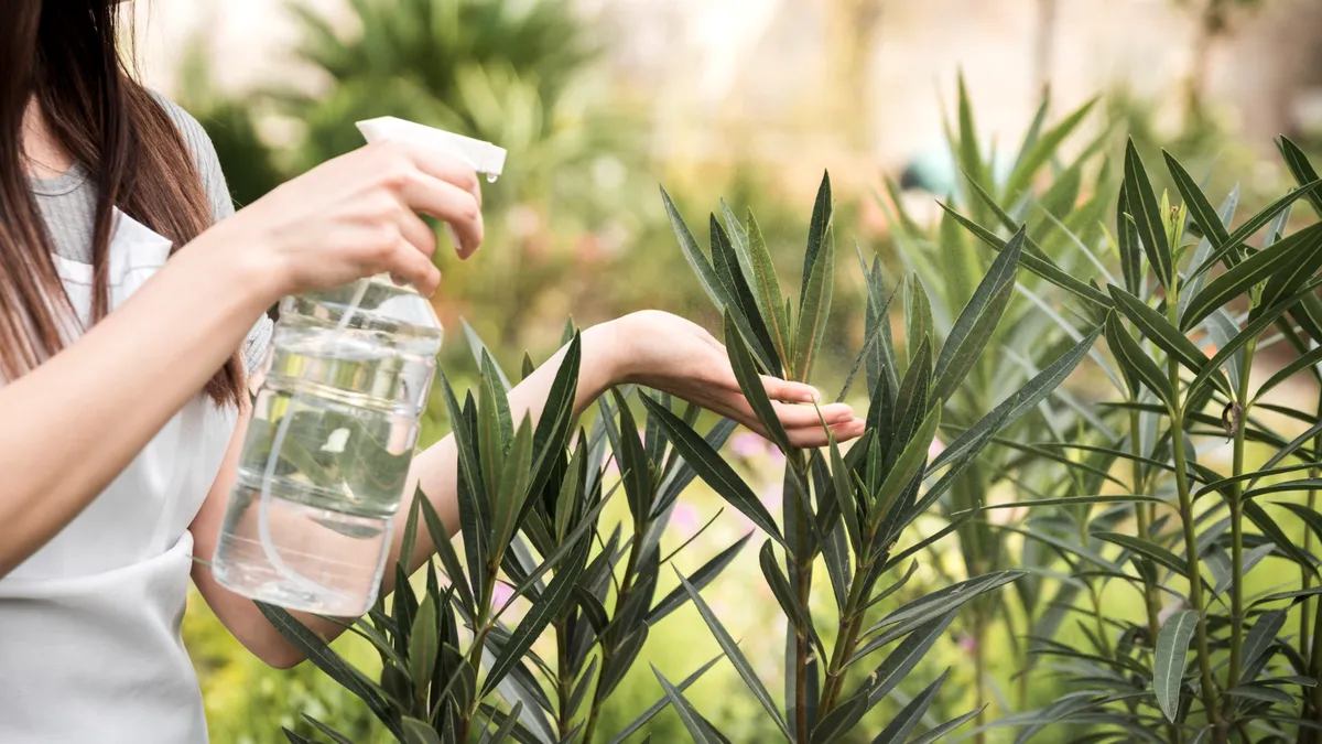 Cum să scapi de afide fără chimicale: cele mai eficiente tratamente anti-afide naturale