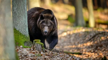 Țara lui Papură Vodă: Cei care au ucis ursul sunt anchetați pentru braconaj, de Poliție
