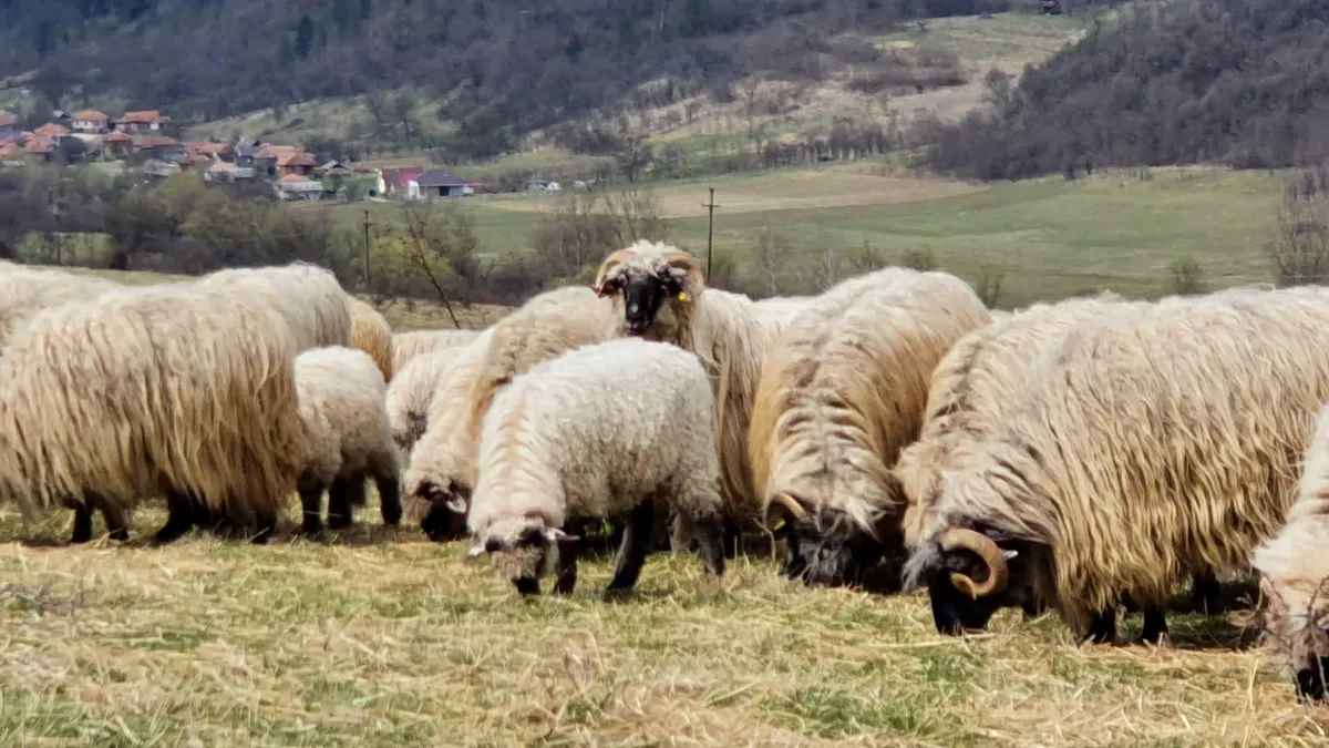 Șoc pentru oieri: Zero cerere din partea țărilor arabe pentru mielul românesc, în martie. EXCLUSIV