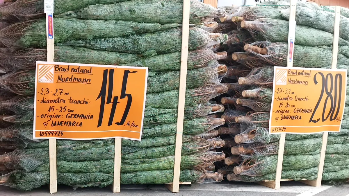 Nu doar porcul de Crăciun vine din Germania și Danemarca, ci și bradul (foto)