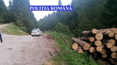 Activiștii de mediu avertizează: Pădurile României, încotro?