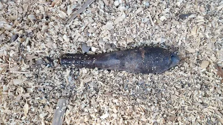 Descoperire periculoasă în Harghita: bombă găsită într-un pârâu