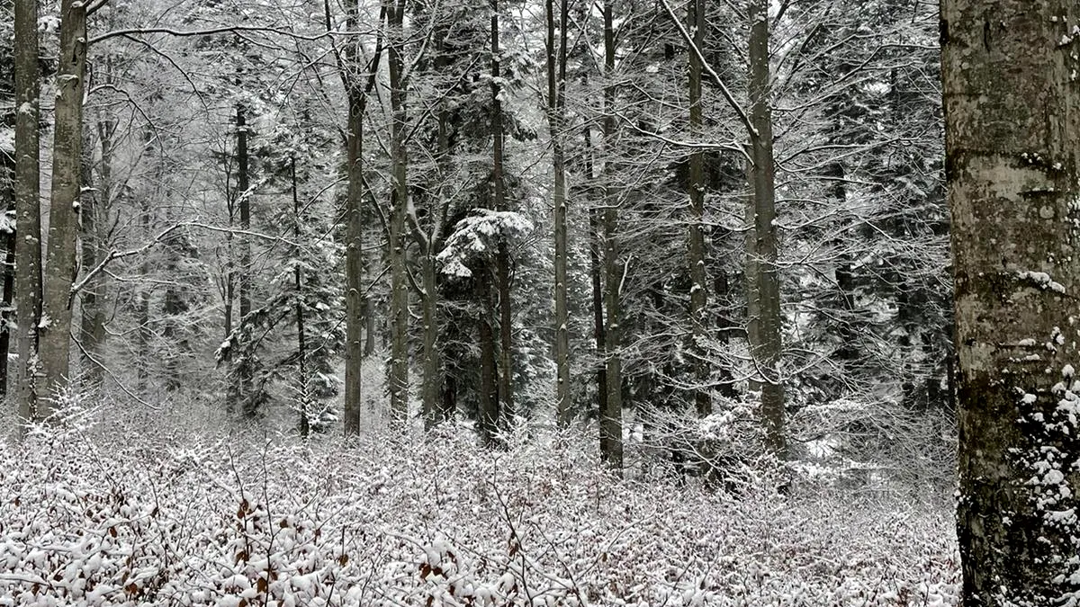Schimbare de climă: În doar 12 ore, Florida a trecut de la 24 de grade Celsius la ninsoare