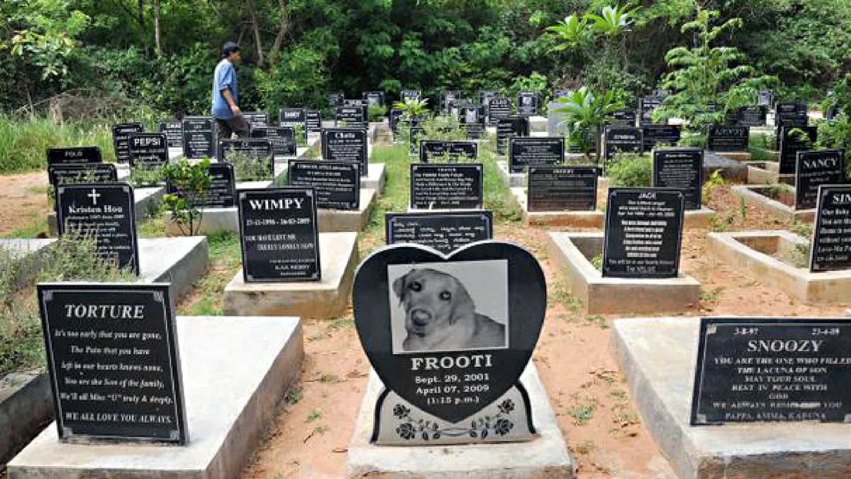 Unde se află cimitirul de animale din România