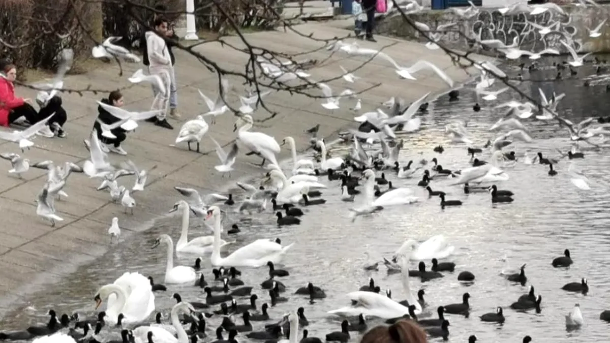 Suspiciune de gripă aviară la București, după descoperirea unei lebede moarte în Parcul IOR