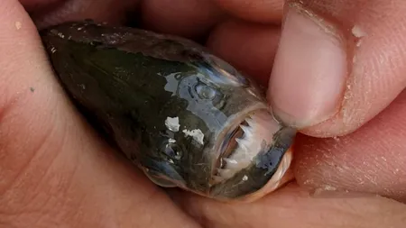 Pește pirahna găsit în râul Crișul Repede din Bihor