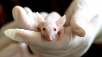 Administrația pentru Alimente și Medicamente (FDA) pregătește o revoluție: renunță la testele pe animale