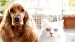 De 12 ori mai mare în 17 ani: piața hranei pentru animale de companie ajunge la 123 mil. euro și se concentrează în mâinile a trei mari jucători