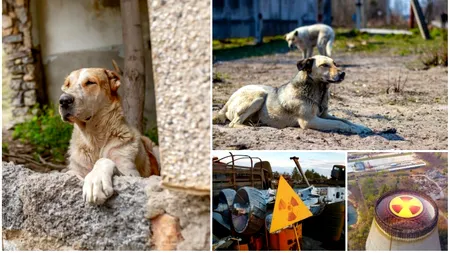 Cum i-au afectat radiațiile pe câinii de la Cernobîl? Descoperiri uimitoare la 37 de ani de la dezastru