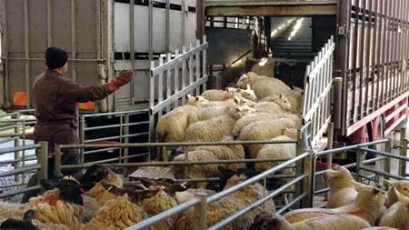 România a exportat animale vii în valoare de peste 260 milioane euro în primul semestru al anului