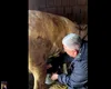 Cum s-a mobilizat președintele CJ Cluj înainte de vot. Liberalul Tișe a făcut plăcinte și a muls vaca (VIDEO)