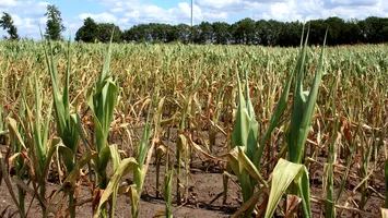 Culturile care vor fi calamitate 100% în lipsa apei. Specialiștii Direcției Agricole au început centralizarea datelor