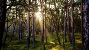 Cum a supraviețuit 48 de ore singur în pădure un băiețel de 9 ani, dispărut: Mi-am făcut o căsuță din frunze