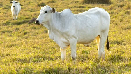 Câte milioane de dolari a ajuns să coste o vacă de rasă