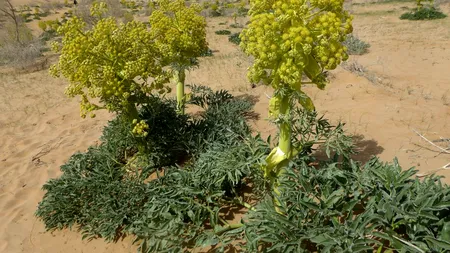 Redescoperirea unei plante-minune: Silphium – mai prețioasă decât aurul, în vremea lui Iulius Caesar