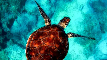 Ordonanță pentru protejarea țestoaselor marine