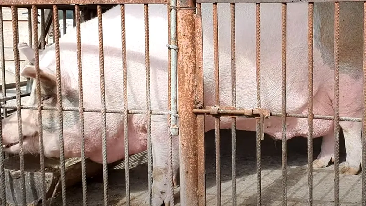 Câte kilograme are Jardel, cel mai mare porc din România (Video)