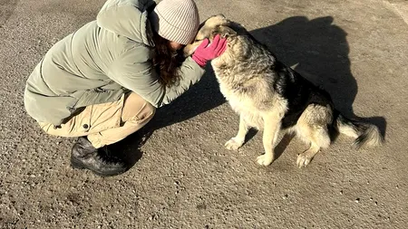 Campanie CJ Ilfov: Artificiile sunt pentru o noapte. Animalele, pentru o viață