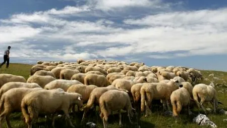 Licitație pe ciobanul nepalez: 600 euro bucata. ''Nu-ți place, în 3 luni vine altul''. EXCLUSIV