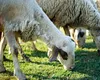 Alertă sanitar-veterinară în România: primul focar de variolă ovină confirmat în România