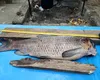 Pește-monstruos prins în Dunăre. Specialiștii vorbesc despre o posibilă mutație genetică