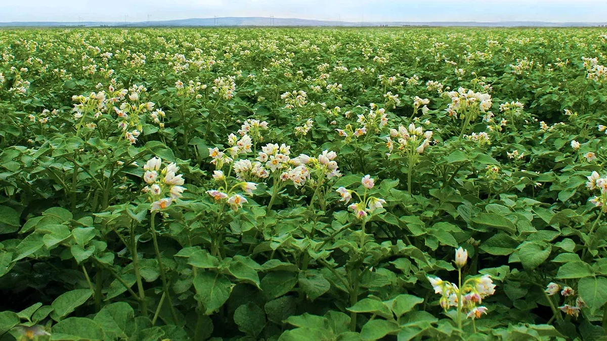 Dispare un aliment de bază pentru români: se mai cultivă doar 15% față de acum 10 ani