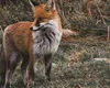 Explozie de cazuri de rabie în România. Autoritățile dau vina pe efectele războiului din Ucraina