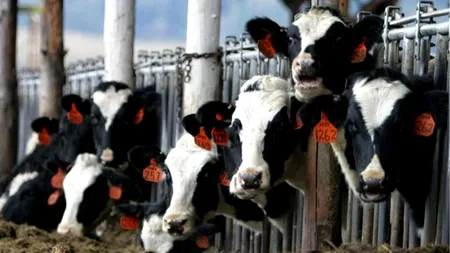 Fermierii români cer oprirea importurilor de lapte din Ungaria din cauza unui focar de febră aftoasă