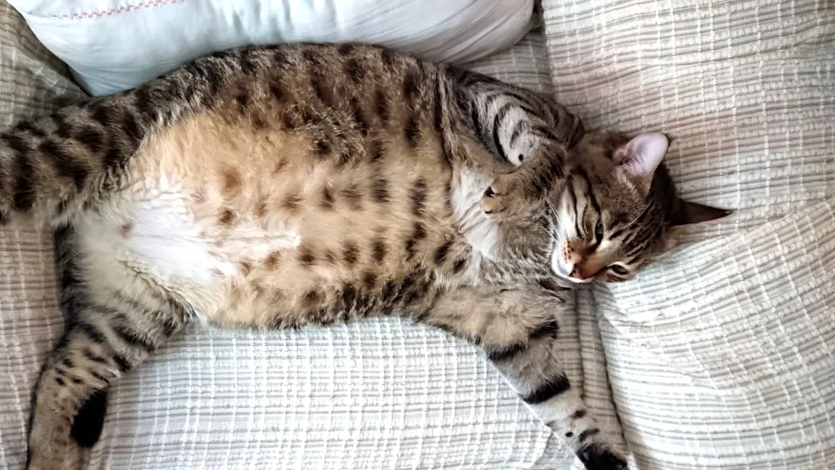 Ozempic pentru pisici: știința decide că motanul tău prea rotunjor are nevoie de… un implant