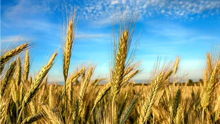 România, al șaptelea producător agricol din UE