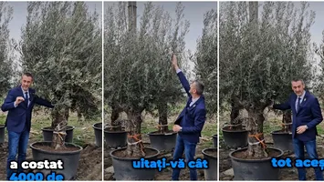 Vrea să fie ca în Grecia! Un primar vopseşte pavajul în albastru şi plantează măslini seculari, în centrul oraşului