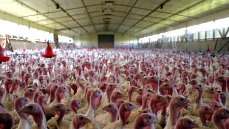 <strong>Focarele de gripă aviară de la Codlea nu afectează piaţa cărnii de pasăre din România - UCPR</strong>