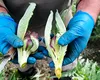 Planta violetă, rară și extrem de apreciată, care este folosită în preparate delicioase