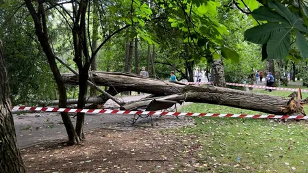Un copac a căzut peste o femeie, în Parcul IOR din Capitală FOTO