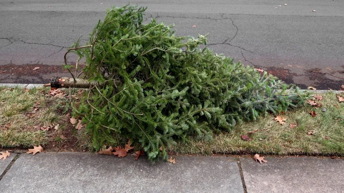 Brazii uscați devin îngrășământ: unde îi predai gratuit și cum sunt procesați