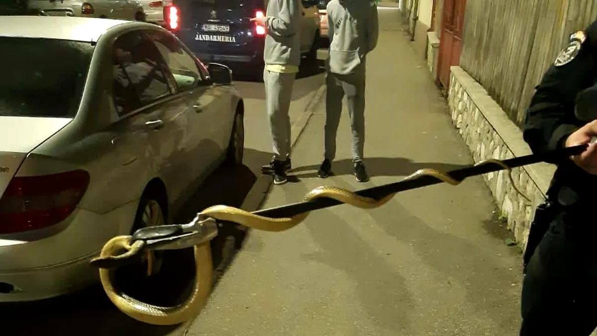 Un șarpe de 2 metri, prins în interiorul unui autoturism FOTO