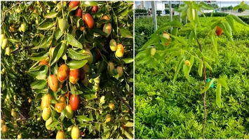 Un fruct exotic se adaptează în România și cucerește rafturile magazinelor