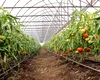 Comisia Europeană, sprijin suplimentar pentru agricultorii români. Sunt vizați producătorii de tomate și usturoi