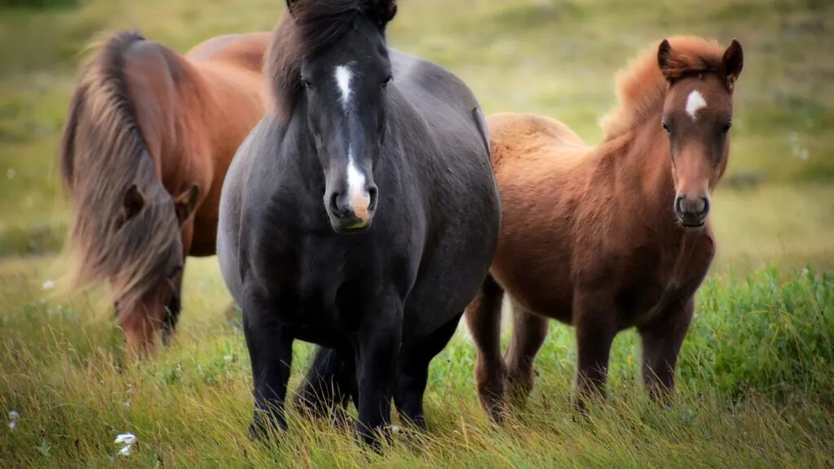Caii sălbatici din Deltă trebuie să primească statut special ca să poată fi protejați