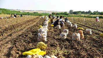 Criză de lucrători agricoli după ce 70% din forța de muncă a fost deportată