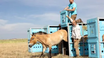 Caii sălbatici se întorc pe câmpiile Kazahstanului, după secole