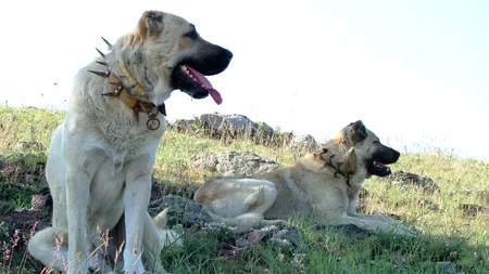 Şase câini de rasă au fost găsiţi morţi la o stână din Arad